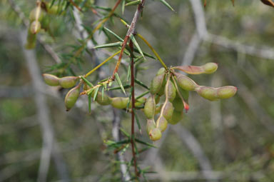 APII jpeg image of Acacia ulicifolia  © contact APII