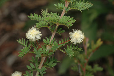 APII jpeg image of Acacia mitchellii  © contact APII