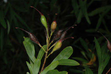 APII jpeg image of Grevillea venusta  © contact APII