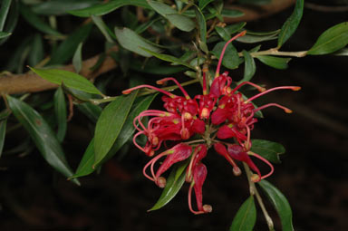 APII jpeg image of Grevillea 'Splendour'  © contact APII