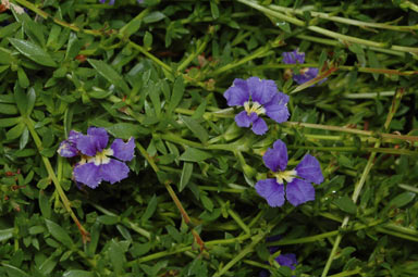 APII jpeg image of Dampiera diversifolia  © contact APII