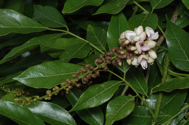 APII jpeg image of Pongamia pinnata  © contact APII