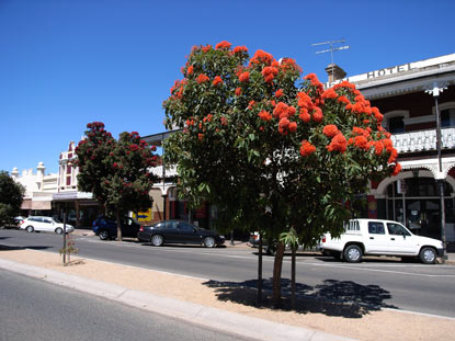 APII jpeg image of Corymbia ficifolia  © contact APII