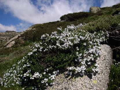 APII jpeg image of Prostanthera cuneata  © contact APII