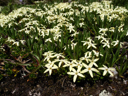 APII jpeg image of Stackhousia pulvinaris  © contact APII