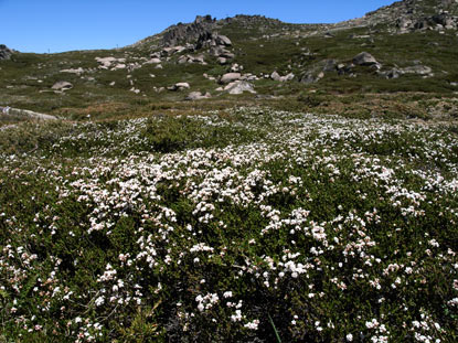 APII jpeg image of Epacris petrophila  © contact APII