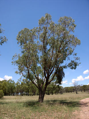 APII jpeg image of Eucalyptus nova-anglica  © contact APII