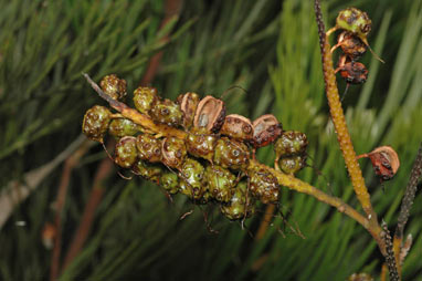 APII jpeg image of Grevillea petrophiloides subsp. petrophiloides  © contact APII