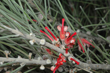 APII jpeg image of Grevillea pityophylla  © contact APII