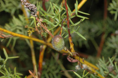 APII jpeg image of Grevillea georgeana  © contact APII