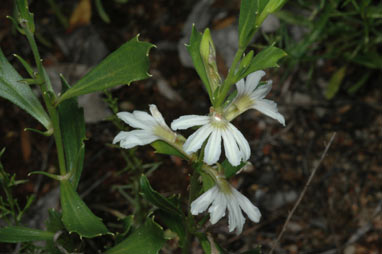 APII jpeg image of Scaevola aemula  © contact APII