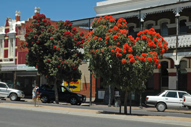 APII jpeg image of Corymbia ficifolia  © contact APII