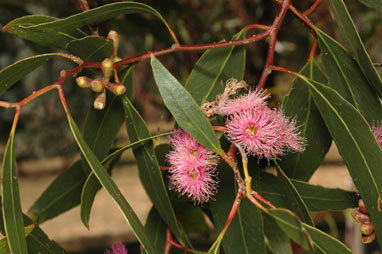 APII jpeg image of Eucalyptus albopurpurea  © contact APII