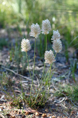 APII jpeg image of Ptilotus macrocephalus  © contact APII