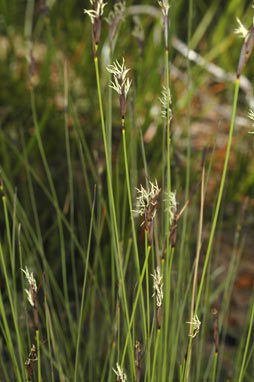 APII jpeg image of Lepidosperma carphoides  © contact APII