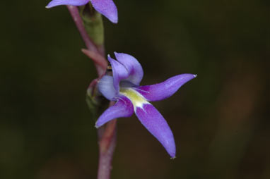 APII jpeg image of Lobelia gibbosa  © contact APII