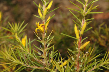 APII jpeg image of Persoonia juniperina  © contact APII