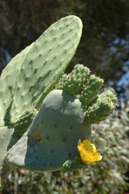 APII jpeg image of Opuntia ficus-indica  © contact APII