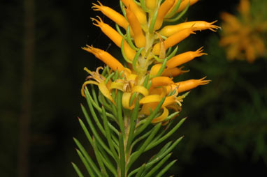 APII jpeg image of Persoonia acerosa  © contact APII