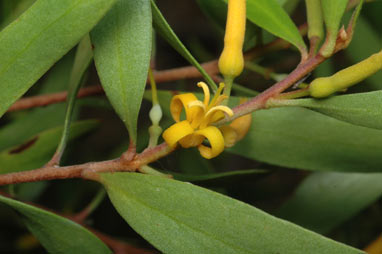 APII jpeg image of Persoonia stradbrokensis x P. virgata  © contact APII