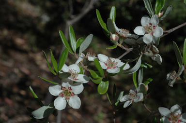 APII jpeg image of Leptospermum deuense  © contact APII