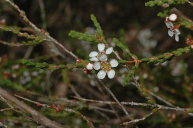 APII jpeg image of Baeckea brevifolia  © contact APII