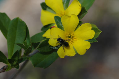 APII jpeg image of Hibbertia cuneiformis  © contact APII