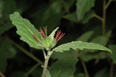 APII jpeg image of Adriana tomentosa var. tomentosa  © contact APII