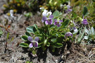 APII jpeg image of Viola betonicifolia  © contact APII