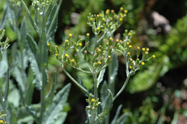 APII jpeg image of Senecio gunnii  © contact APII