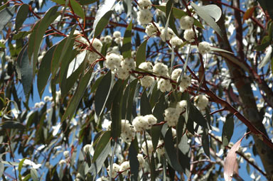 APII jpeg image of Eucalyptus pauciflora subsp. pauciflora  © contact APII