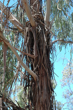 APII jpeg image of Eucalyptus kartzoffiana  © contact APII