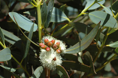 APII jpeg image of Eucalyptus uncinata  © contact APII