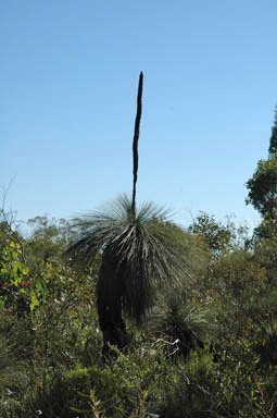 APII jpeg image of Xanthorrhoea glauca subsp. angustifolia  © contact APII