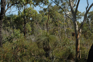 APII jpeg image of Xanthorrhoea glauca subsp. angustifolia  © contact APII