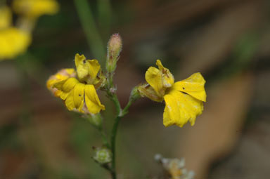 APII jpeg image of Goodenia macbarronii  © contact APII