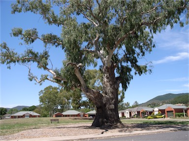 APII jpeg image of Eucalyptus camaldulensis  © contact APII