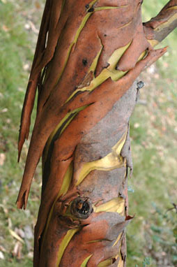 APII jpeg image of Eucalyptus pulverulenta  © contact APII