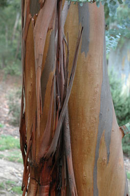 APII jpeg image of Eucalyptus pulverulenta  © contact APII