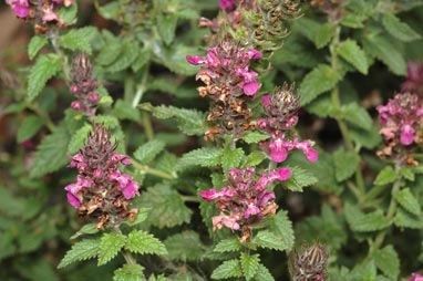 APII jpeg image of Teucrium argutum  © contact APII