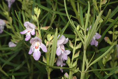 APII jpeg image of Prostanthera tallowa  © contact APII