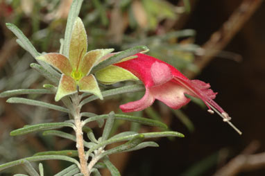 APII jpeg image of Eremophila latrobei subsp. latrobei  © contact APII