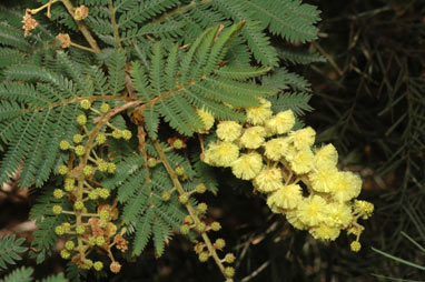 APII jpeg image of Acacia fulva  © contact APII