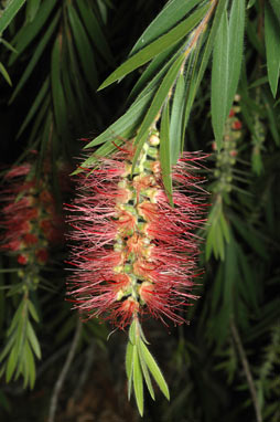 APII jpeg image of Callistemon viminalis 'Bob Bailey'  © contact APII