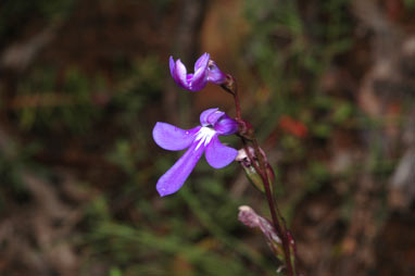 APII jpeg image of Lobelia simplicicaulis  © contact APII