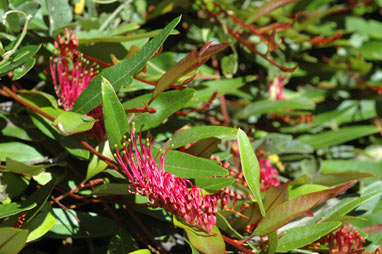 APII jpeg image of Grevillea 'Poorinda Royal Mantle'  © contact APII