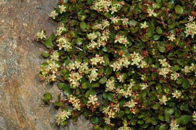 APII jpeg image of Muehlenbeckia axillaris  © contact APII