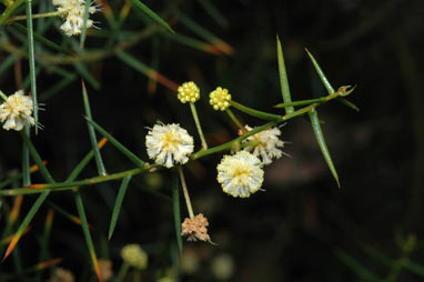 APII jpeg image of Acacia rupicola  © contact APII