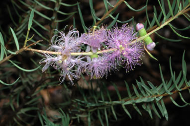 APII jpeg image of Melaleuca radula  © contact APII