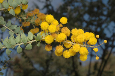 APII jpeg image of Acacia sertiformis  © contact APII